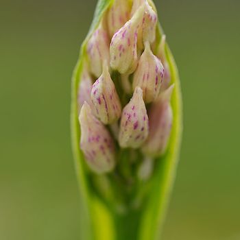 Neotinea conica