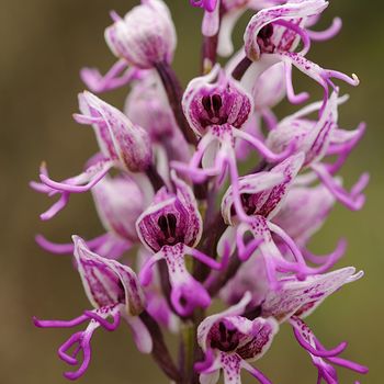 Orchis simia
