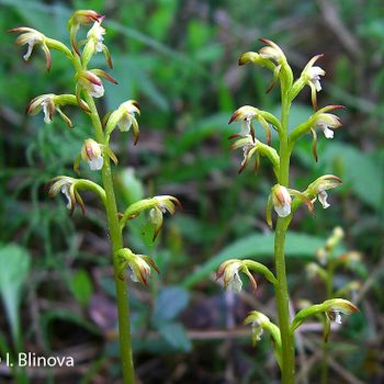Corallorhiza trifida