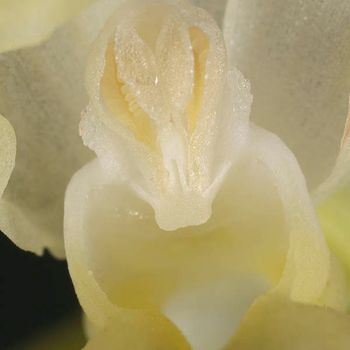 Dactylorhiza