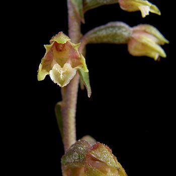 Epipactis