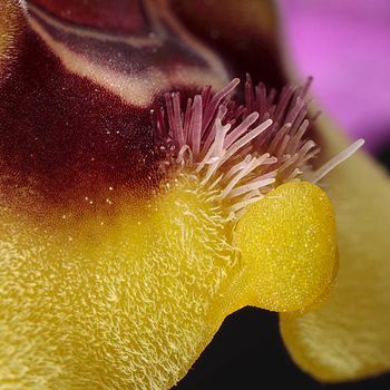 Ophrys tenthredinifera
