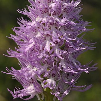 Orchis italica