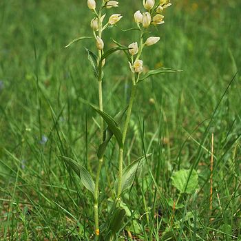 Cephalanthera damasonium