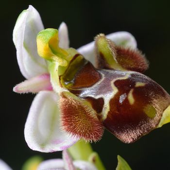 Ophrys gr. scolopax