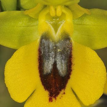 Ophrys lutea