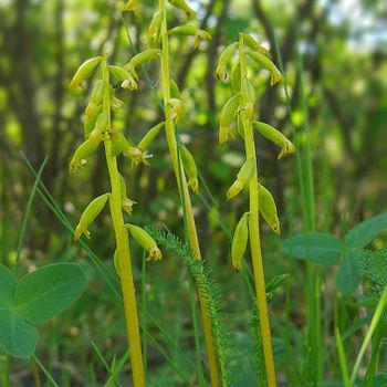 Corallorhiza