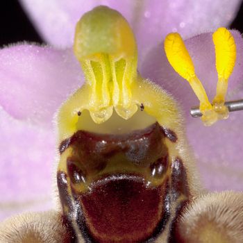 Ophrys apifera