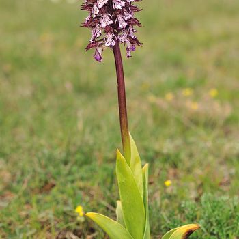 Orchis purpurea subsp. purpurea
