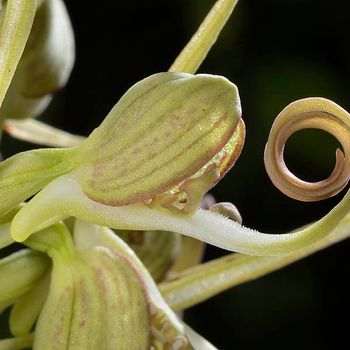 Himantoglossum hircinum