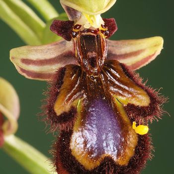 Ophrys speculum
