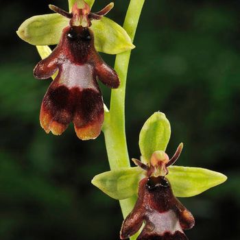 Ophrys insectifera