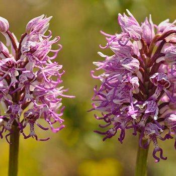 Orchis simia