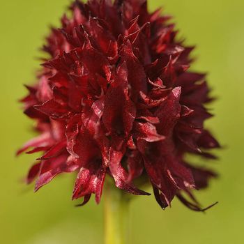 Nigritella