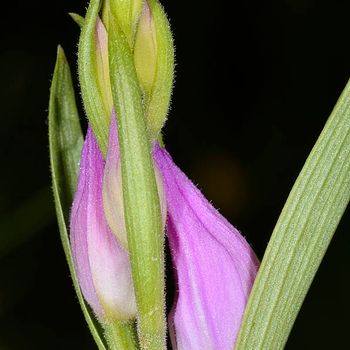Cephalanthera rubra