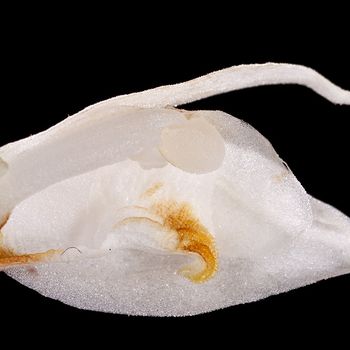 Cephalanthera
