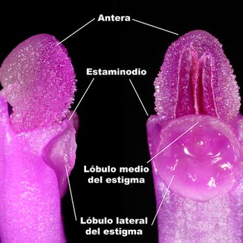Cephalanthera