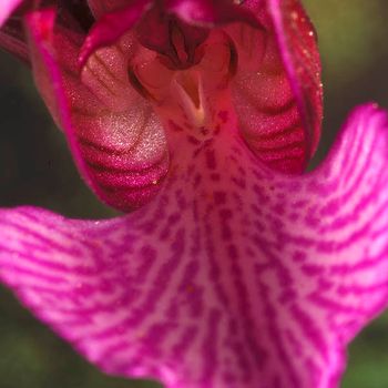 Anacamptis papilionacea subsp. expansa
