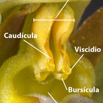 Ophrys gr. fusca