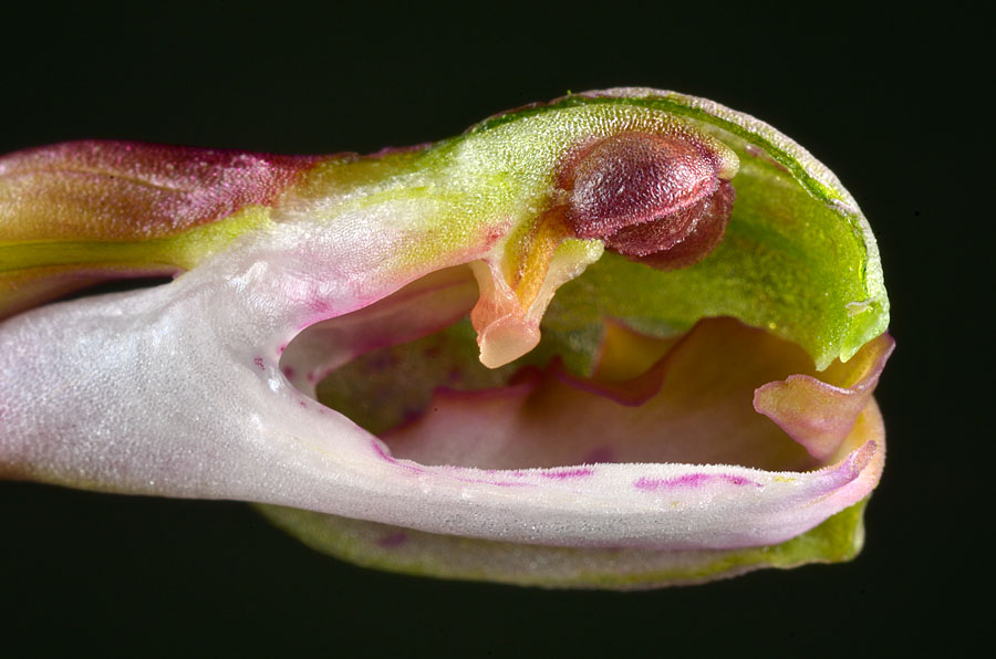 Disección de la flor en que se aprecia la prominencia del viscidio.