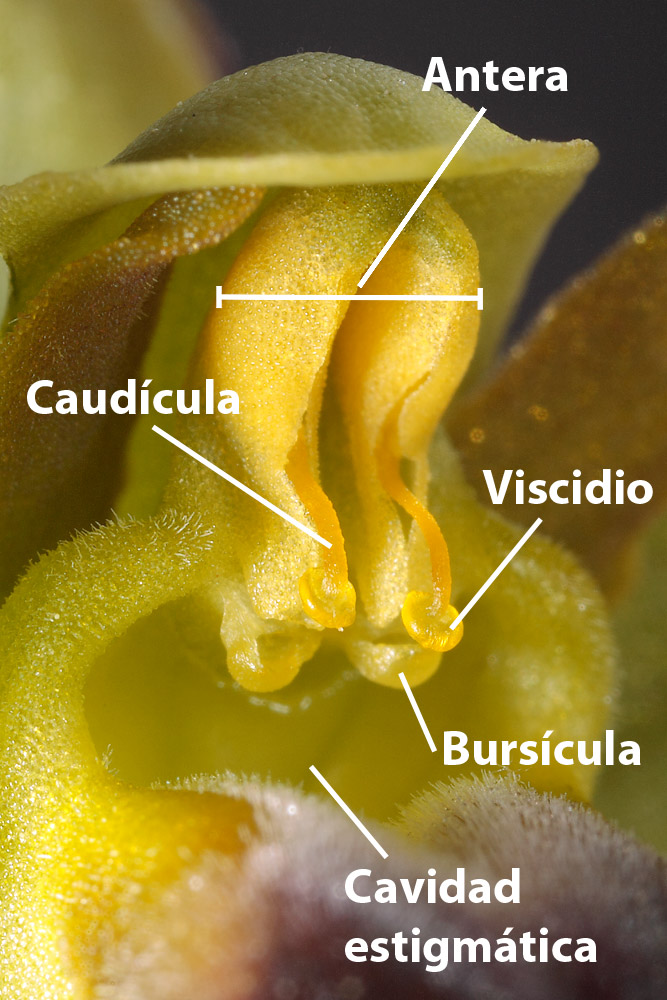 Verticilos fértiles de la flor.