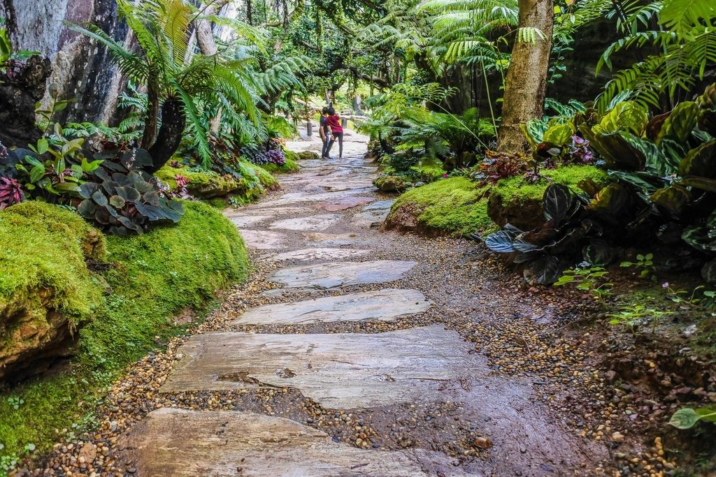 A paved path through dense tropical planting