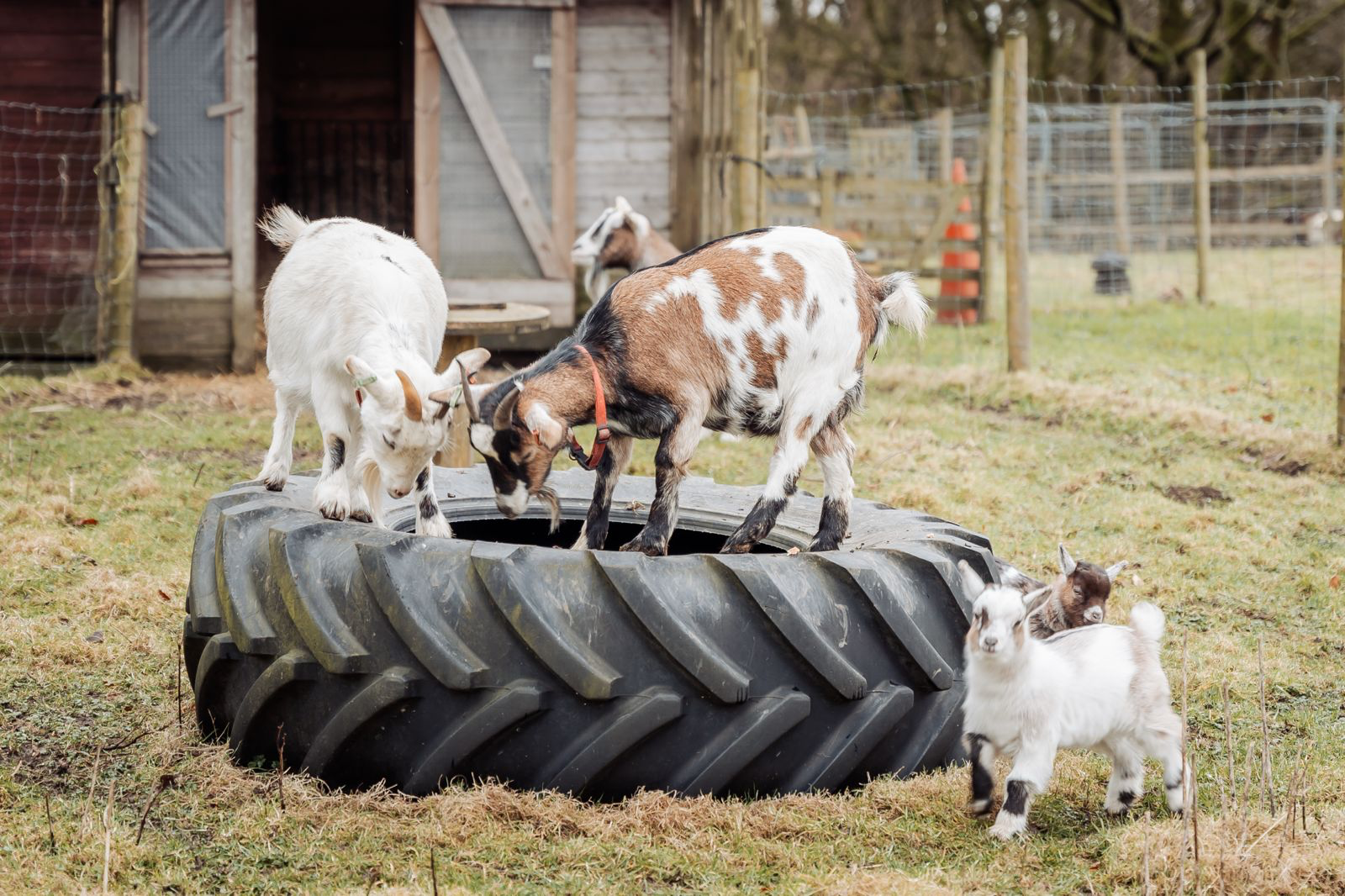 3 Bed 2 acre Smallholding Lancashire  - ListingImage 5