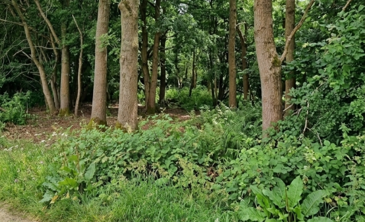 Countryside Land Near London - ListingImage 5