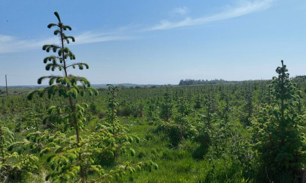 Land for sale - Image 1