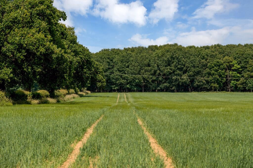 Land for sale - Image 3