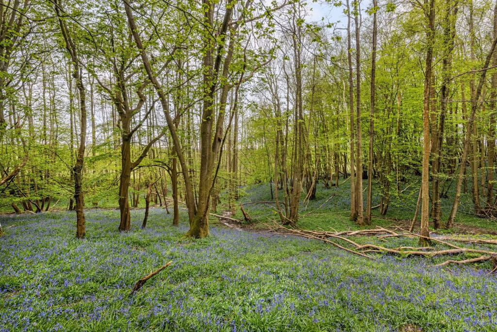 Plot for sale - Image 4