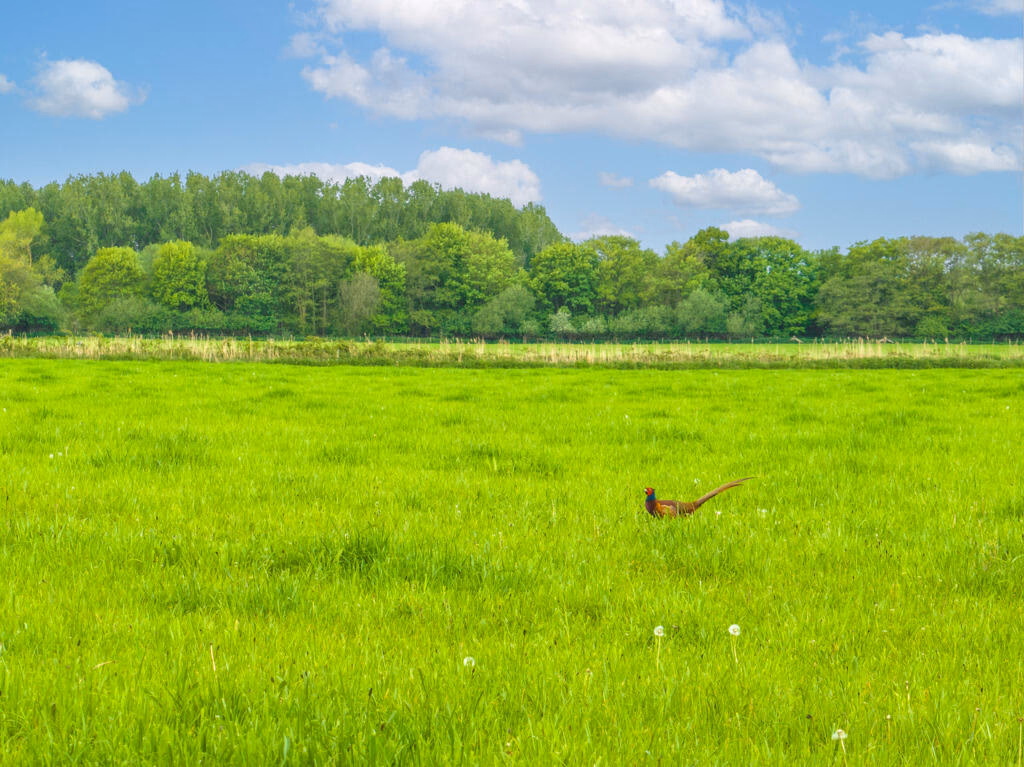 Farm land for sale - Image 2