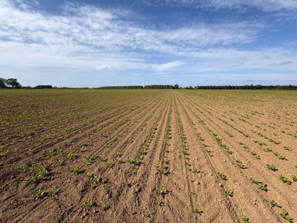 Farm land for sale - Image 3