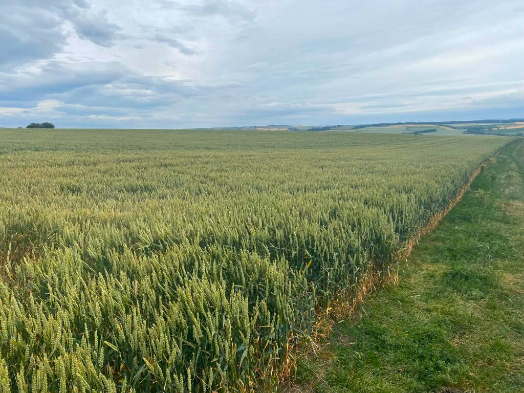 Farm land for sale - Image 2