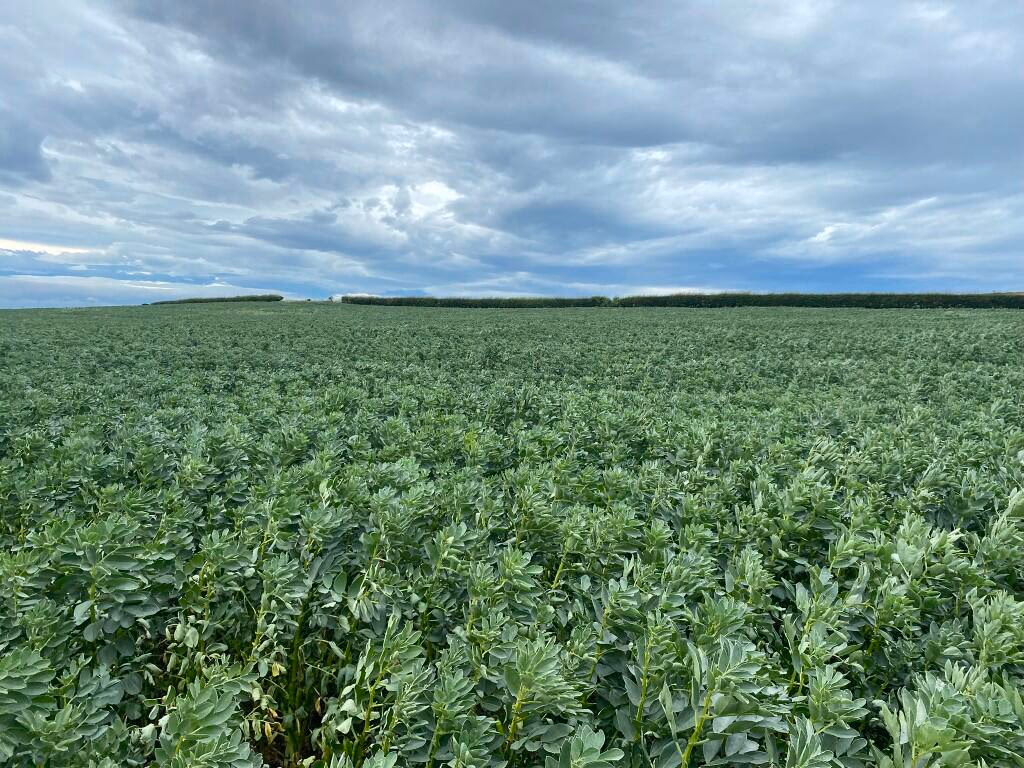 Farm land for sale - Image 3