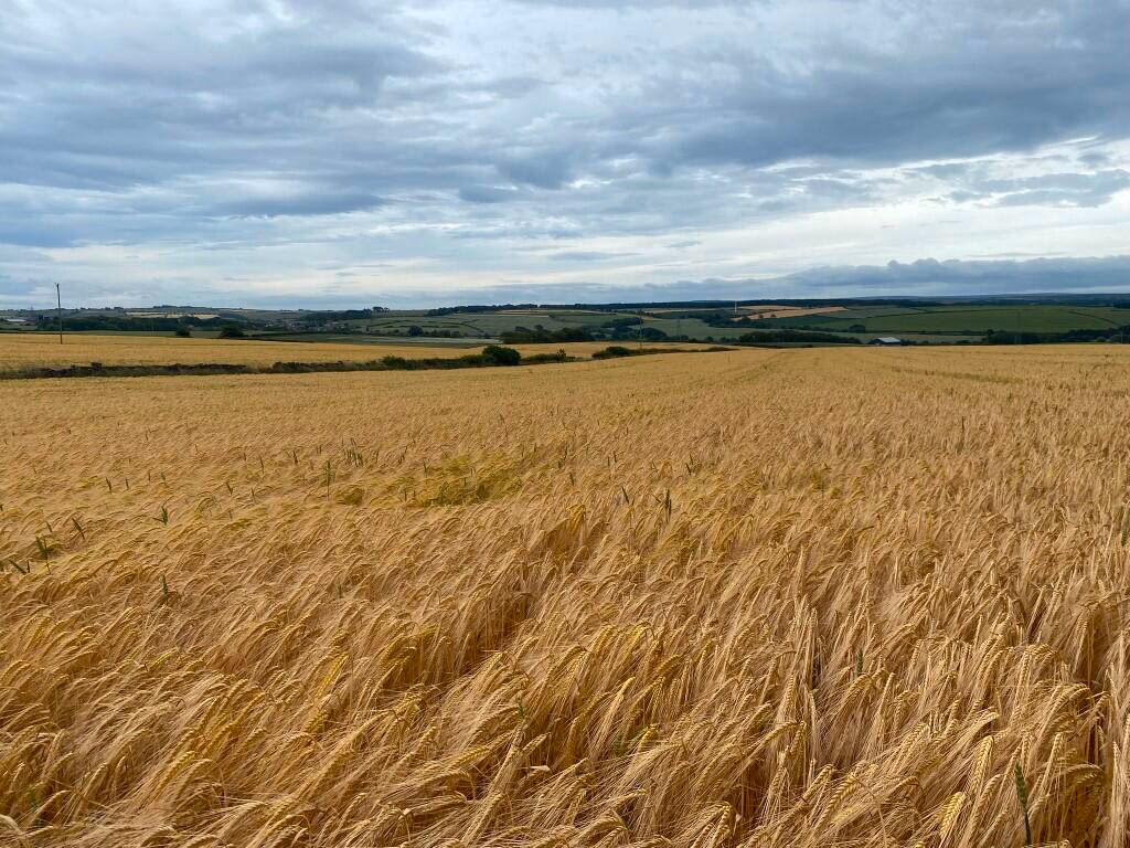 Farm land for sale - Image 4