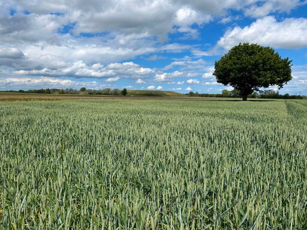 Farm land for sale - Image 3