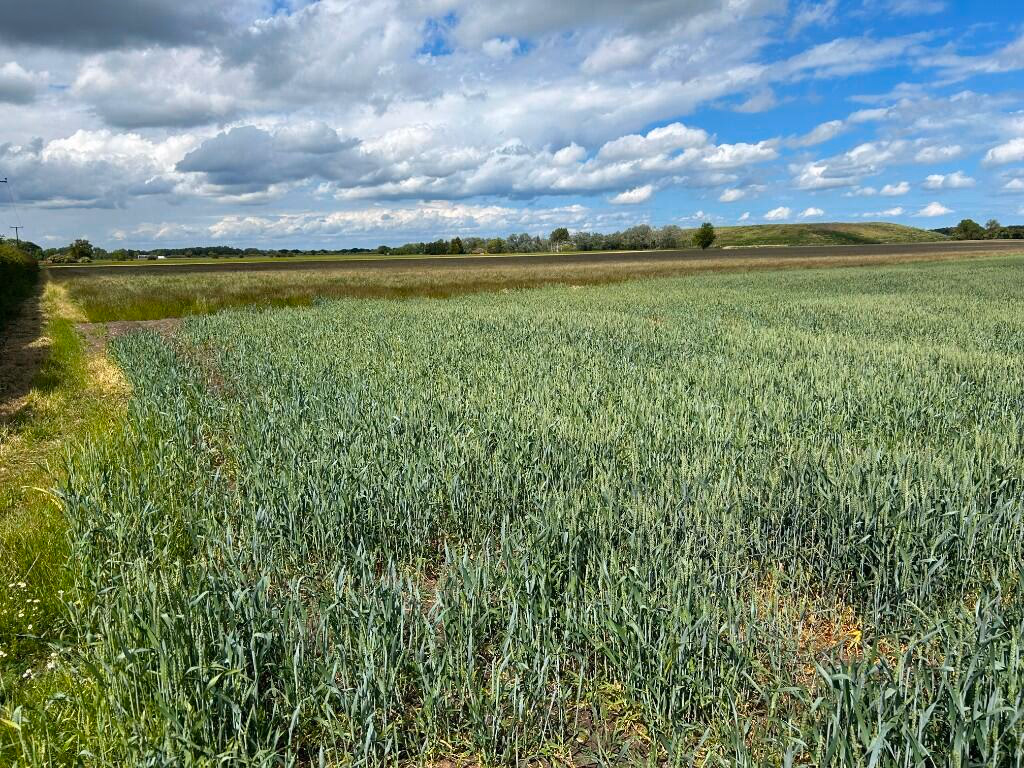 Farm land for sale - Image 4