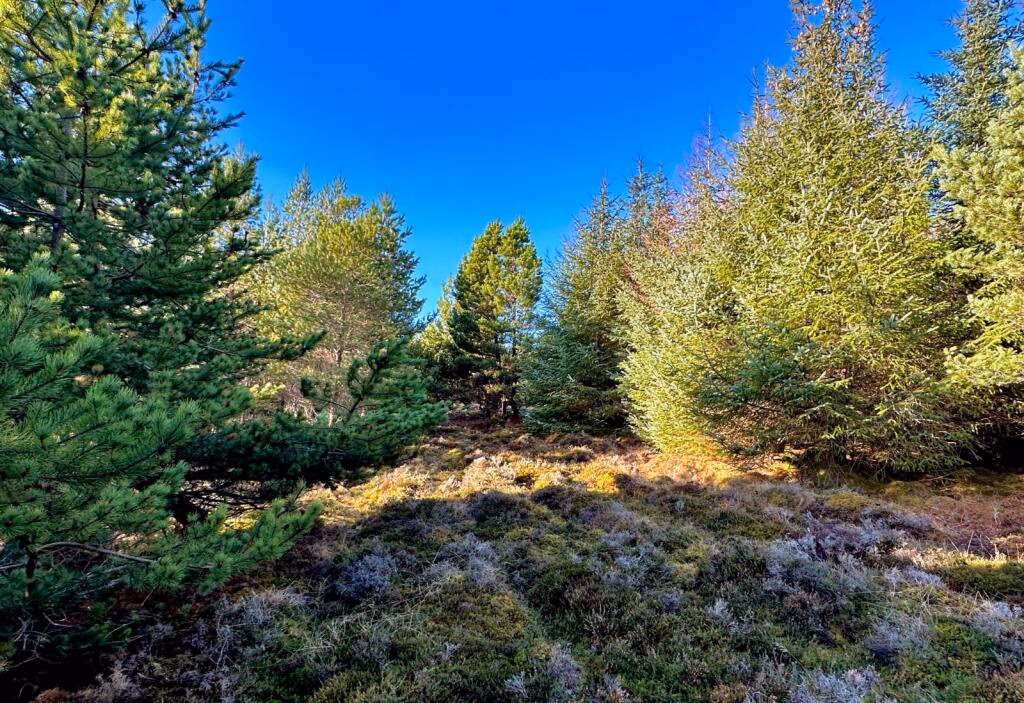 Land for sale - Image 3