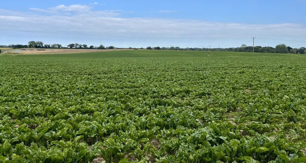 Farm land for sale - Image 1