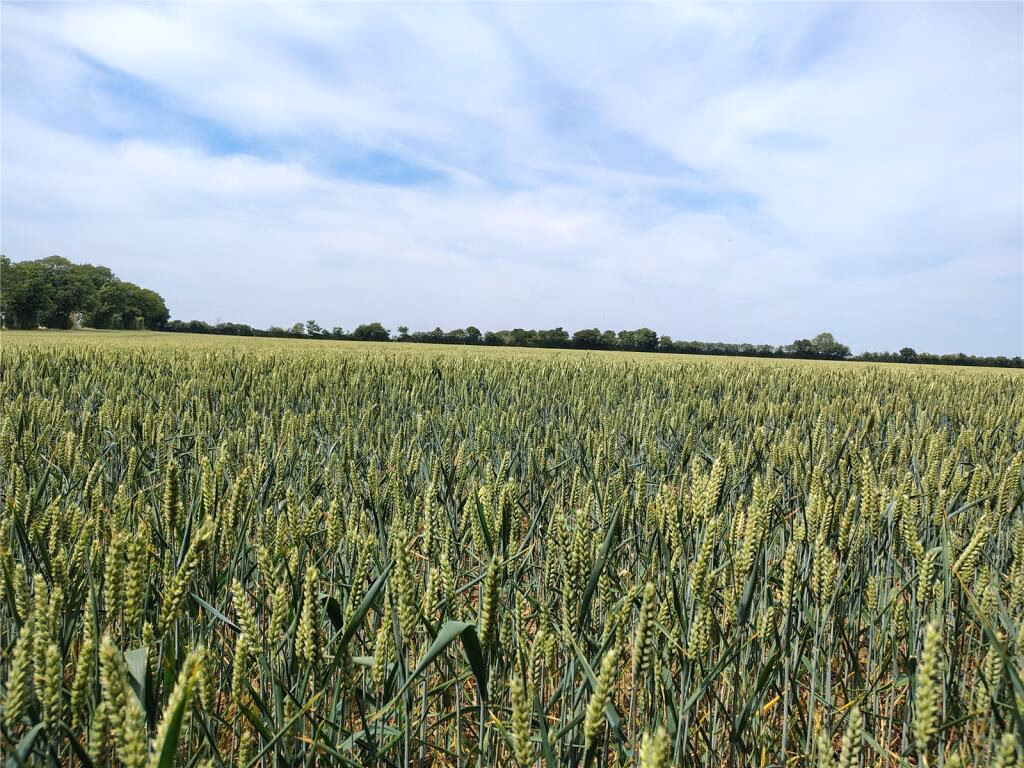 Land for sale - Image 1