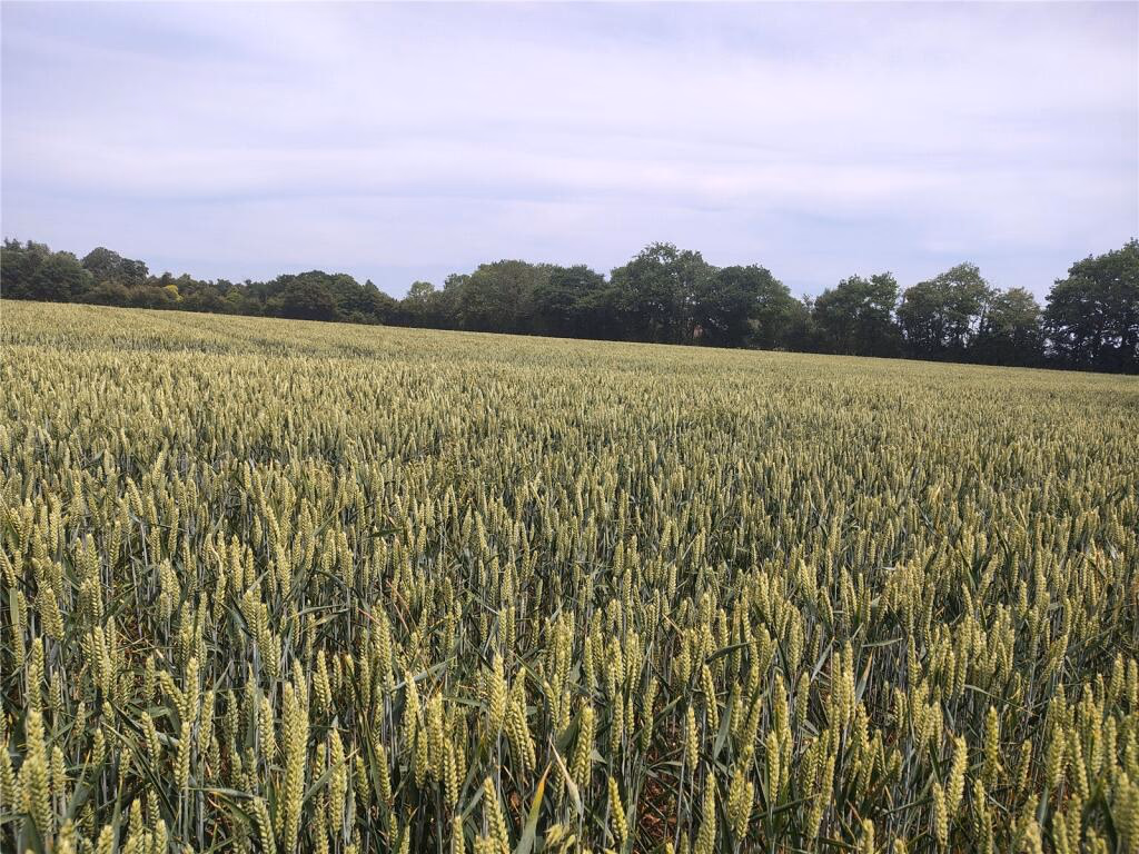 Land for sale - Image 3