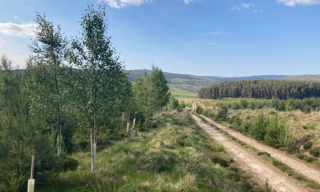 Land for sale - Image 2