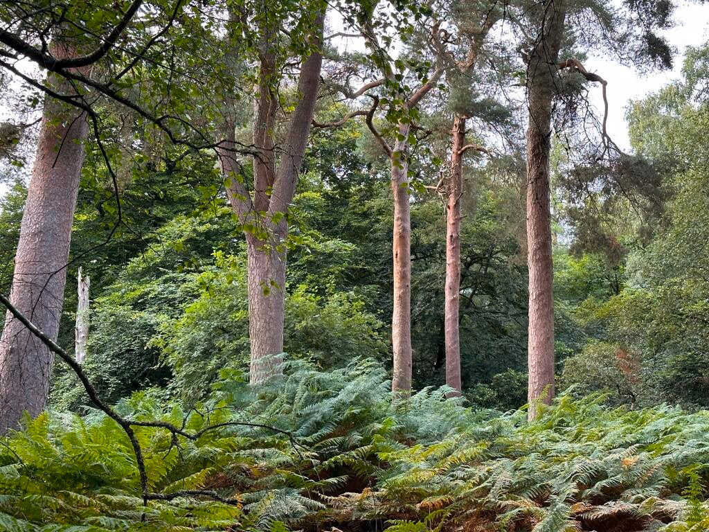 Land for sale - Image 2