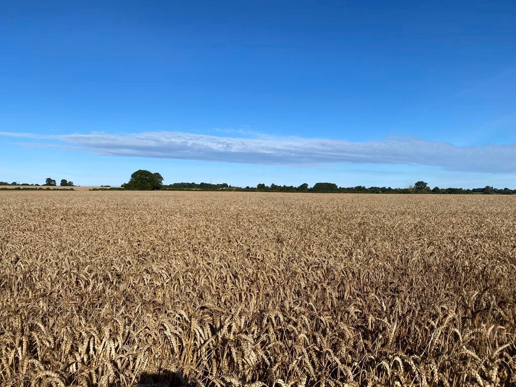 Farm land for sale - Image 1