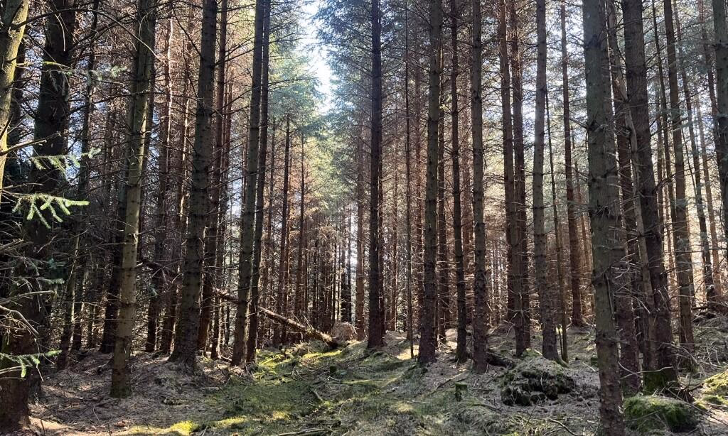 Land for sale - Image 4