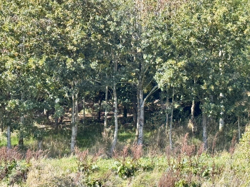 Land for sale - Image 1