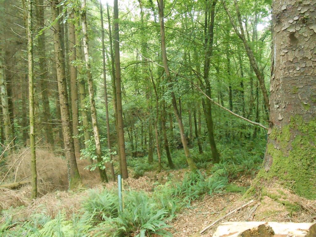 Farm land for sale - Image 4