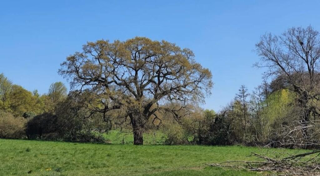 Land for sale - Image 1