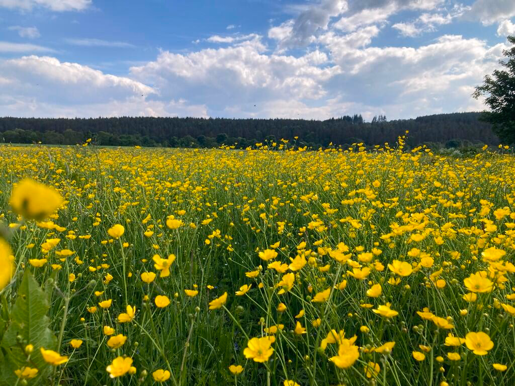 Land for sale - Image 5